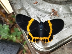 Milionia zonea pryeri