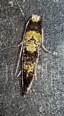 Monopis chrysogramma