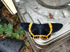 Milionia zonea pryeri