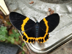 Milionia zonea pryeri