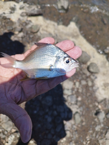 Black axillary mojarra (Eugerres axillaris) — Gerreidae — 4