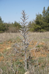 Echium italicum biebersteinii