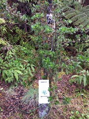 Coprosma ochracea