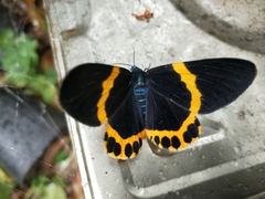 Milionia zonea pryeri