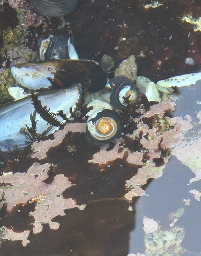 Tegula funebralis