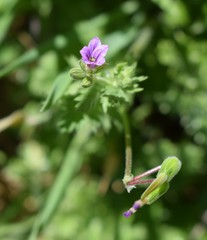 Erodium brachycarpum