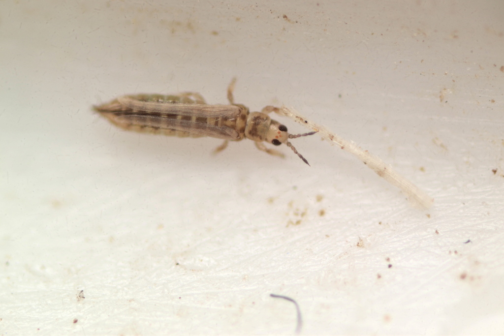 Thrips