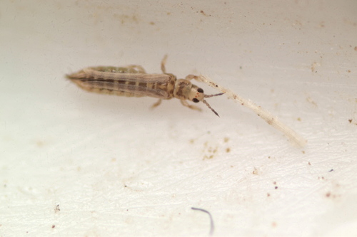 Thrips