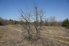 Pyrus elaeagrifolia