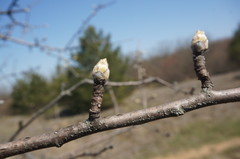 Pyrus elaeagrifolia