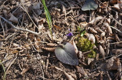 Viola alba dehnhardtii