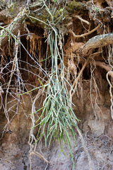 Rhipsalis floccosa