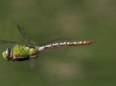 Anax concolor