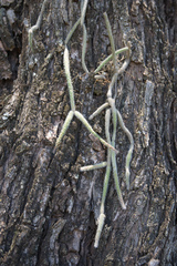 Rhipsalis floccosa