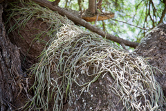 Rhipsalis floccosa