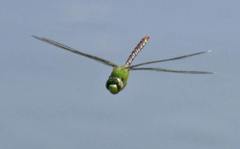 Anax concolor