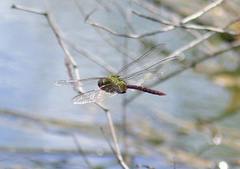 Anax concolor