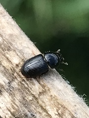 Calamosternus granarius