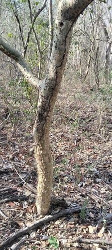 Bursera silviae Rzed. & Calderón 3