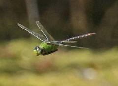 Anax concolor
