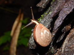 Dyakiidae