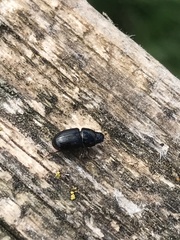 Calamosternus granarius