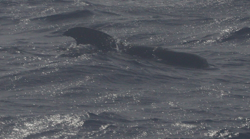Short-finned Pilot Whale