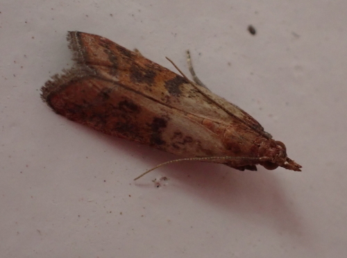 Indian-Meal Moth
