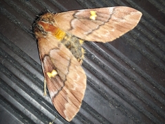 Ormiscodes amphimone