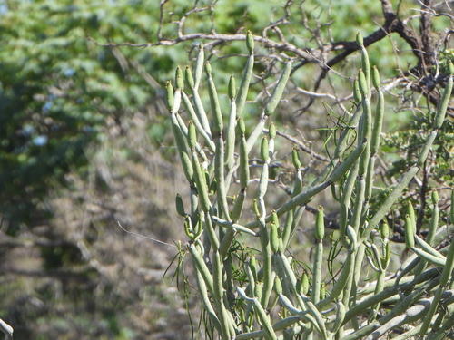 Euphorbia alluaudii, photograph 6