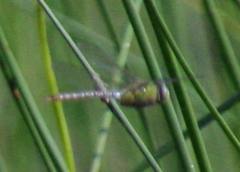 Anax concolor
