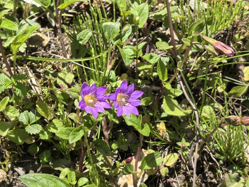 Gentiana rubicunda