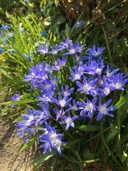 Scilla luciliae