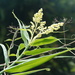 Flagellaria indica - Photo (c) Han-Ting Liu, alguns direitos reservados (CC BY-NC), uploaded by Han-Ting Liu