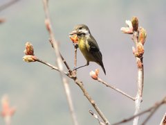 Periparus venustulus