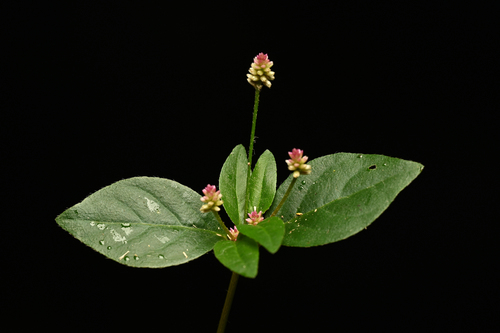 Alternanthera micrantha observed 2026-05-01