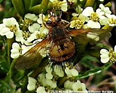 Dejeania bombylans