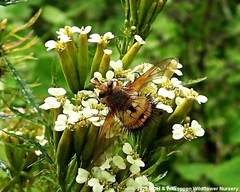 Dejeania bombylans