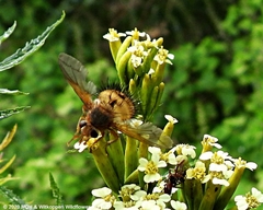 Dejeania bombylans