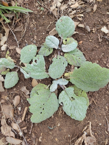 Silver Sage
