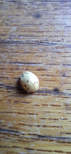 Asian Lady Beetle