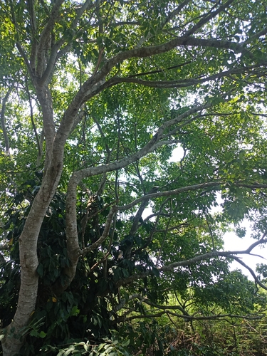 Pithecellobium lanceolatum, photograph 4