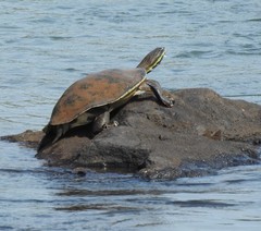 Phrynops williamsi
