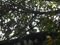 Psilopogon javensis