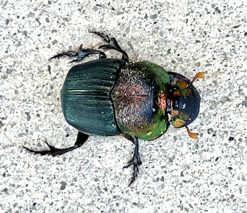 Rainbow Scarab