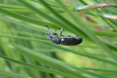 Brachyderes lusitanicus