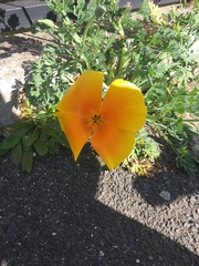 Eschscholzia californica