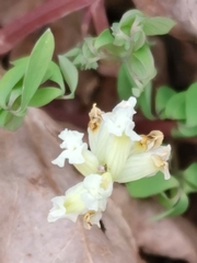 Ceratocapnos claviculata