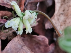 Ceratocapnos claviculata