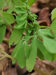 Ceratocapnos claviculata